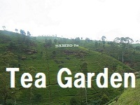 tea_garden.jpg